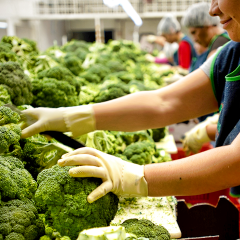 instalaciones expofresh