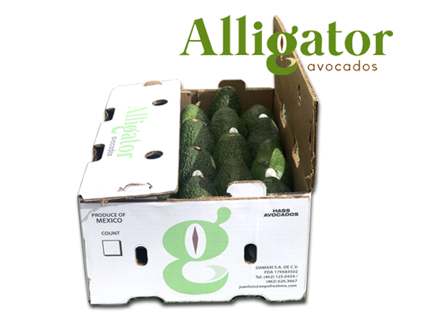 aguacate fresco aligator